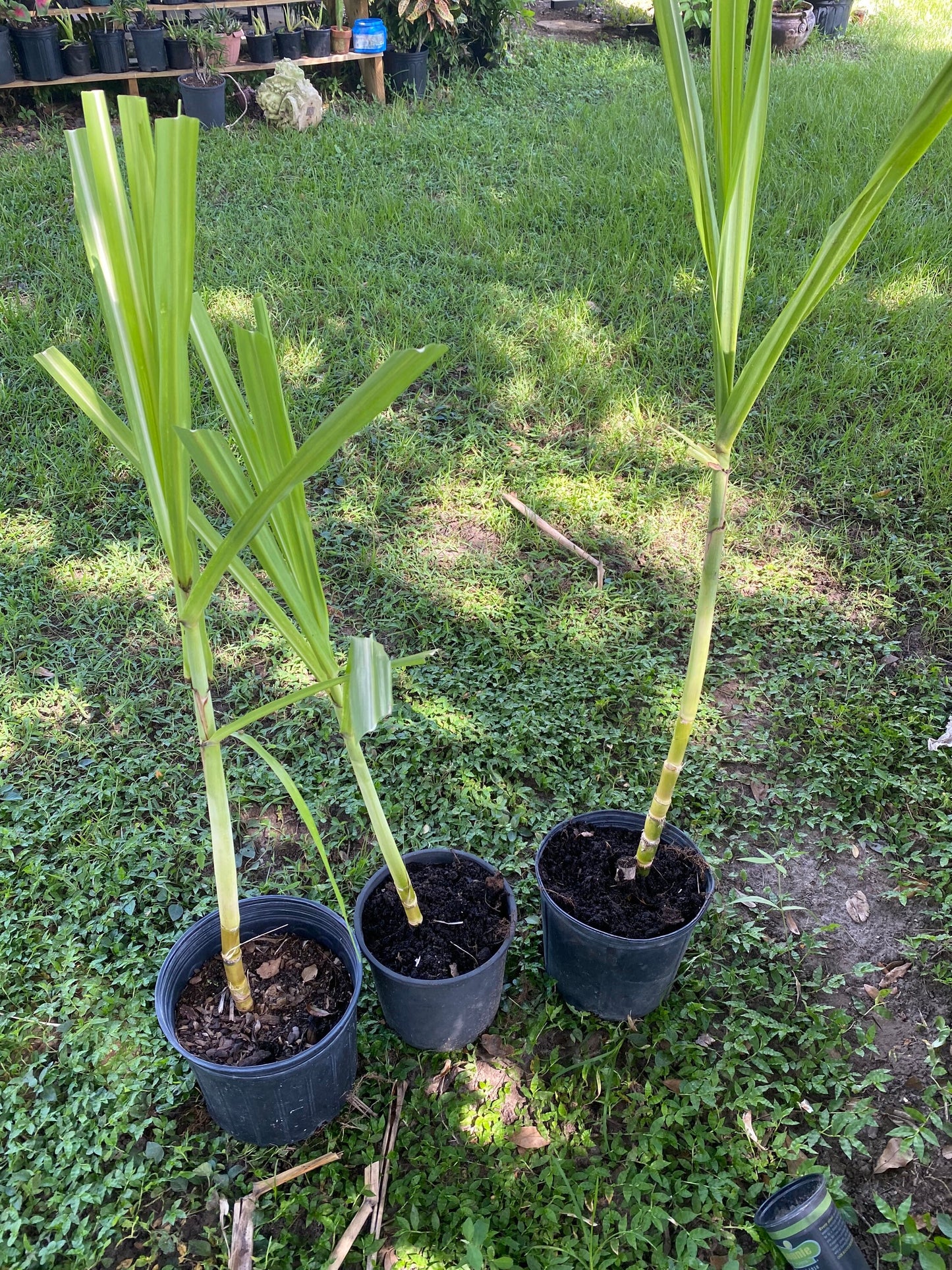 Sugar Cane Plant, GREEN/YELLOW, Organically Grown