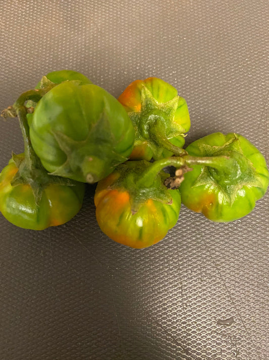 African eggplant Seeds. Solanum Aethiopicum. Green Ribbed