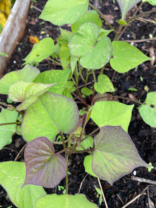 15 Japanese potato stems/cuttings Sweet Potato, Sweet Potato, Ipomoea Batastas, .