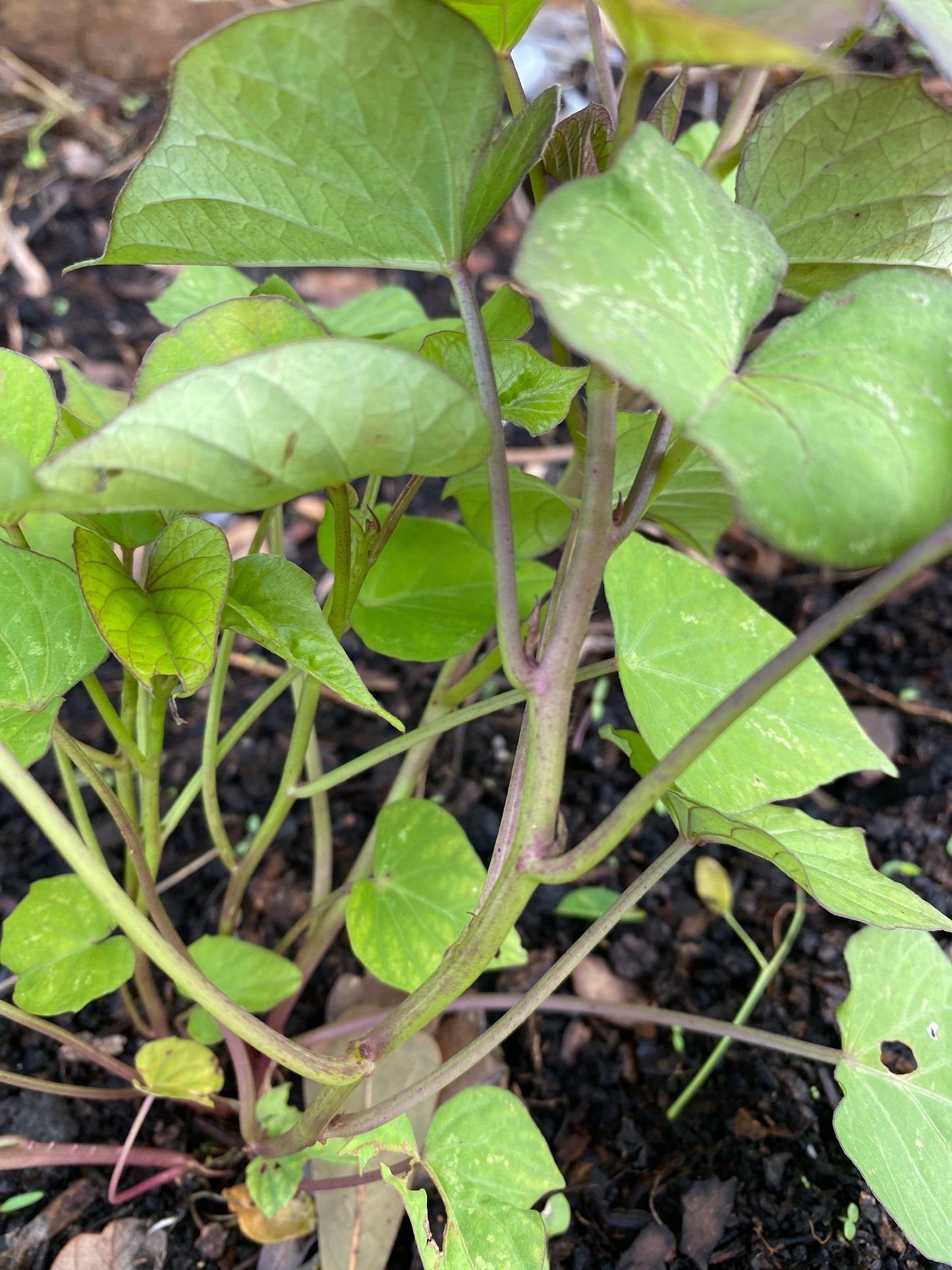 15 Japanese potato stems/cuttings Sweet Potato, Sweet Potato, Ipomoea Batastas, .