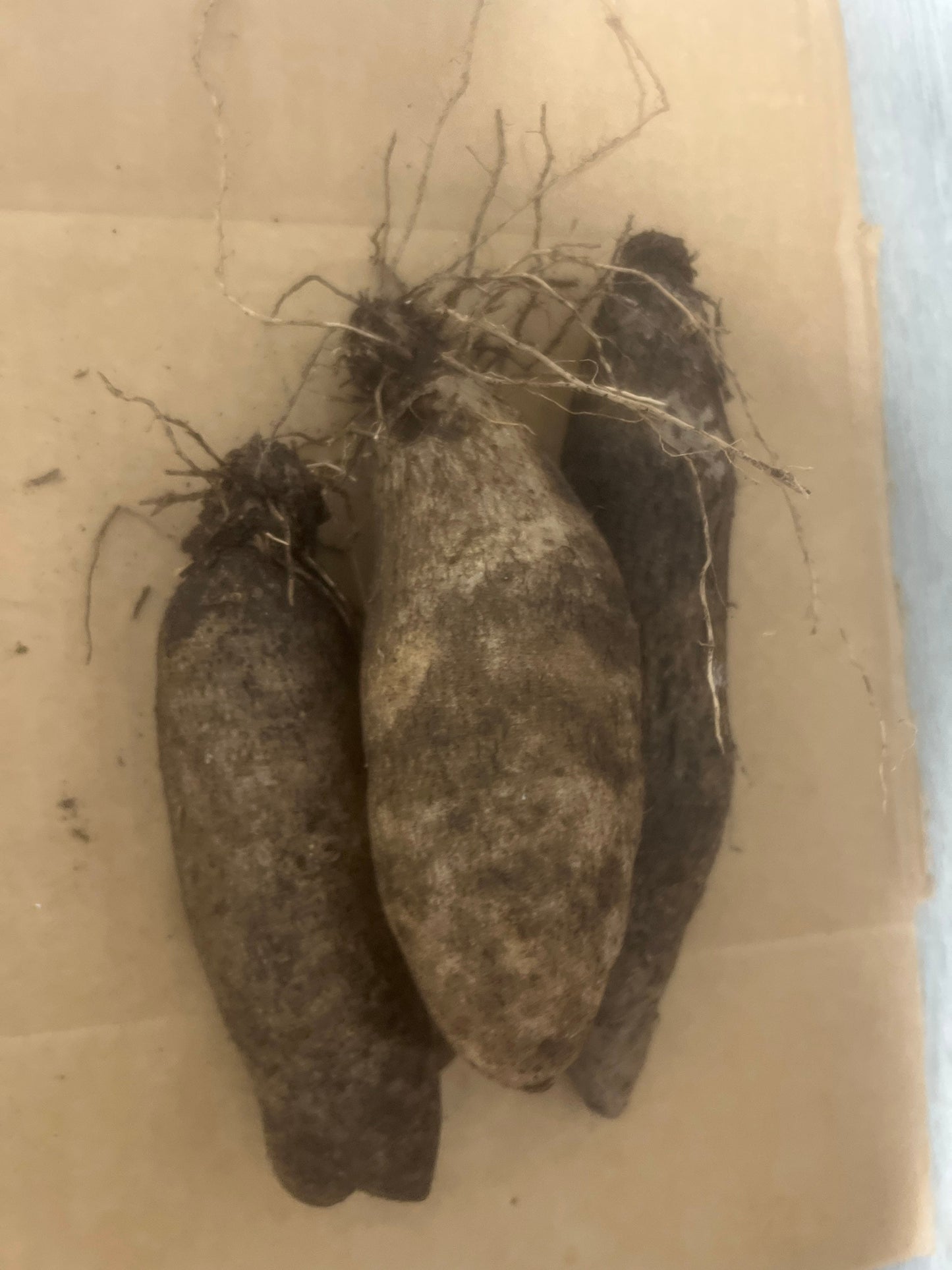 African Yam, Jamaican Yam