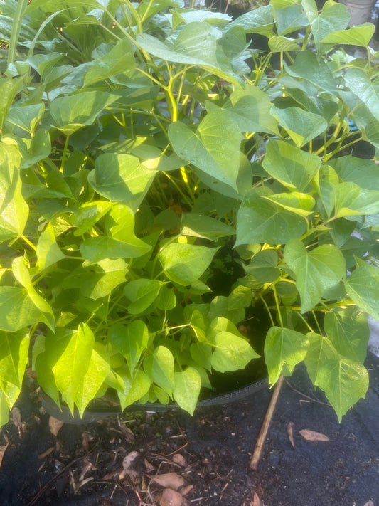 African white Sweet potatoes slips. 3 Potatoes Slips , Ipomoea batatas