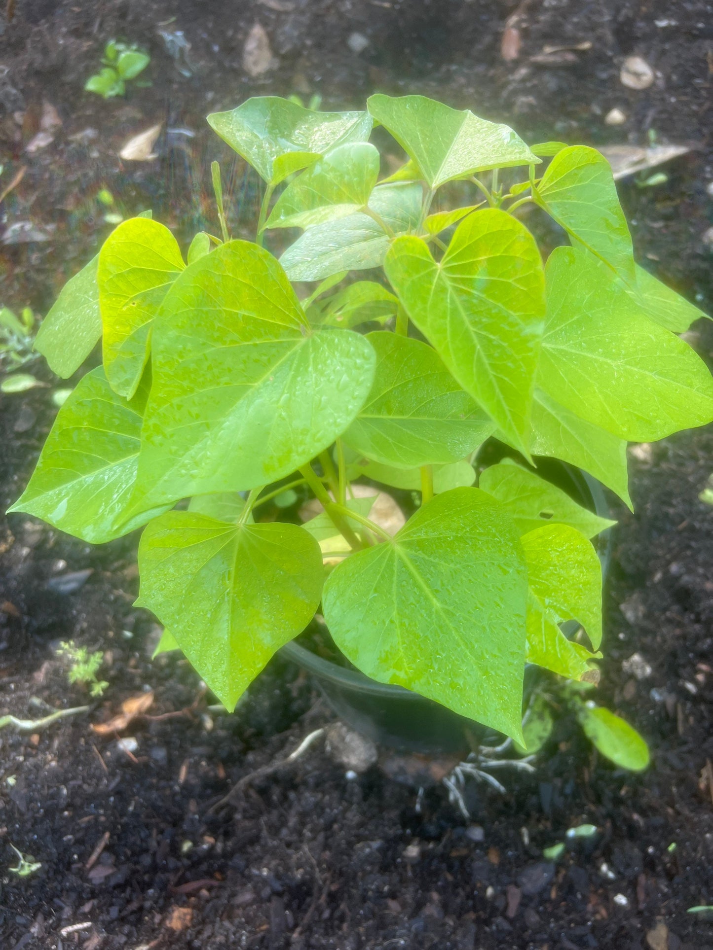 Potato Plant. Ready to Ship. White Sweet potato, African white potato. Ipomoea batatas