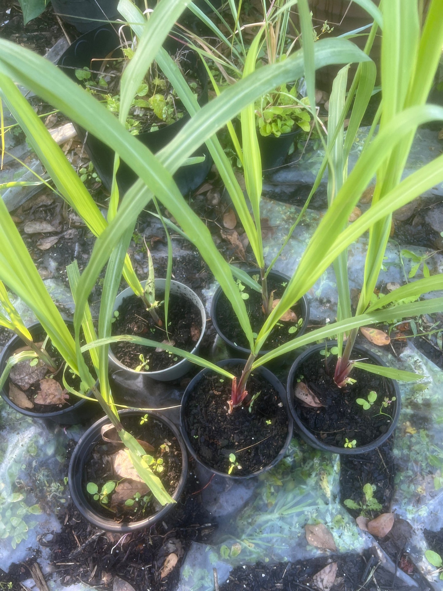 Red Sweet Sugar Cane Plants, Florida red Cane medium soft.