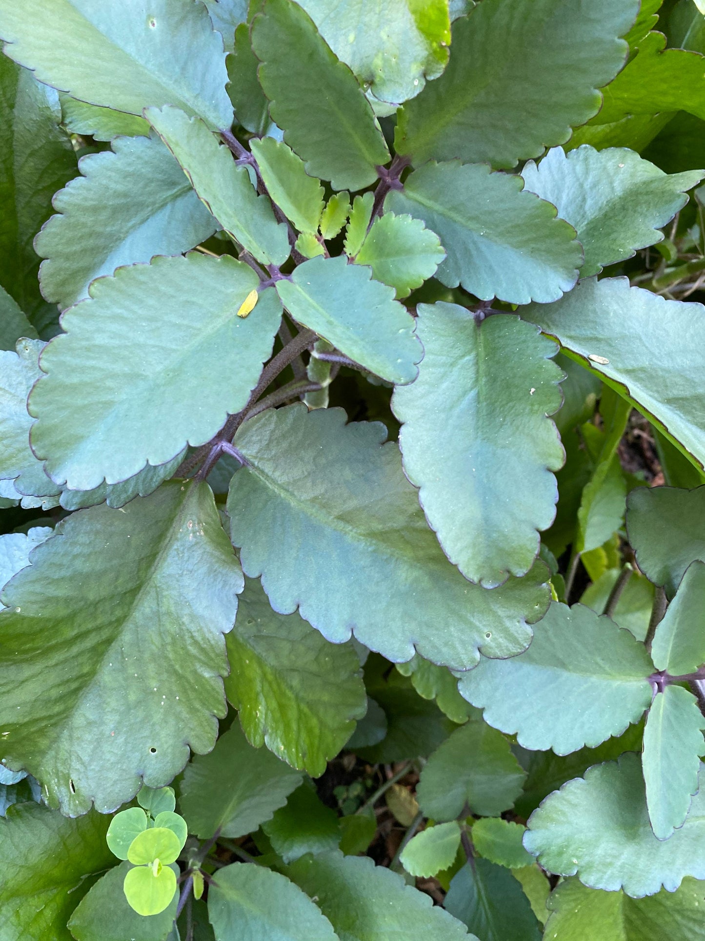 RARE KALANCHOE PINNATA miracle leaf Of Life, Air plants, Bryophyllum Pinnatum 4” to 6” plant
