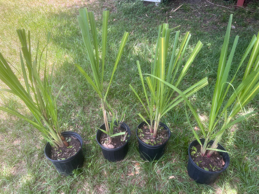 Red Sugarcane Plants