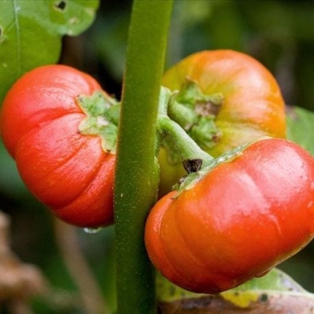 N Goyo Eggplant Seeds , Bitter Balls,  Goyo Kumba , Garden Eggs(20 seeds) Solanum Aethiopicum