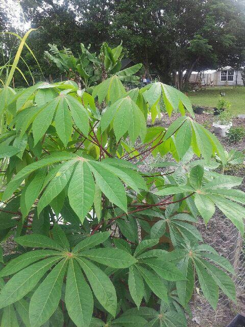 Fresh Cassava Leaves, 1lb