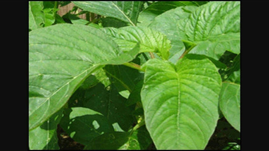 Jamaican Callaloo Seeds (Amaranth),Chinese Spinach, West Indian, Khadaa Saag, Aaaku kooralu, Chaulai saag, Thotakoora