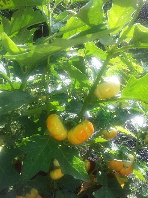 African Eggplant Seeds, Bitter Balls, Garden Eggs, Liberian Eggplant, Solanum Aethiopicum,White Ribbed, Rare