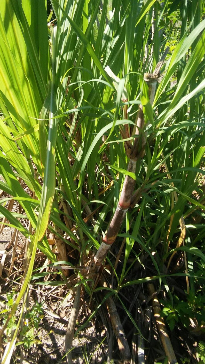 Red Sweet Sugar Cane Plants, Florida red Cane medium soft.